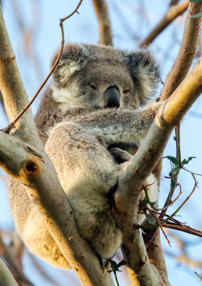 Koala (Surflife Australia Photography)
